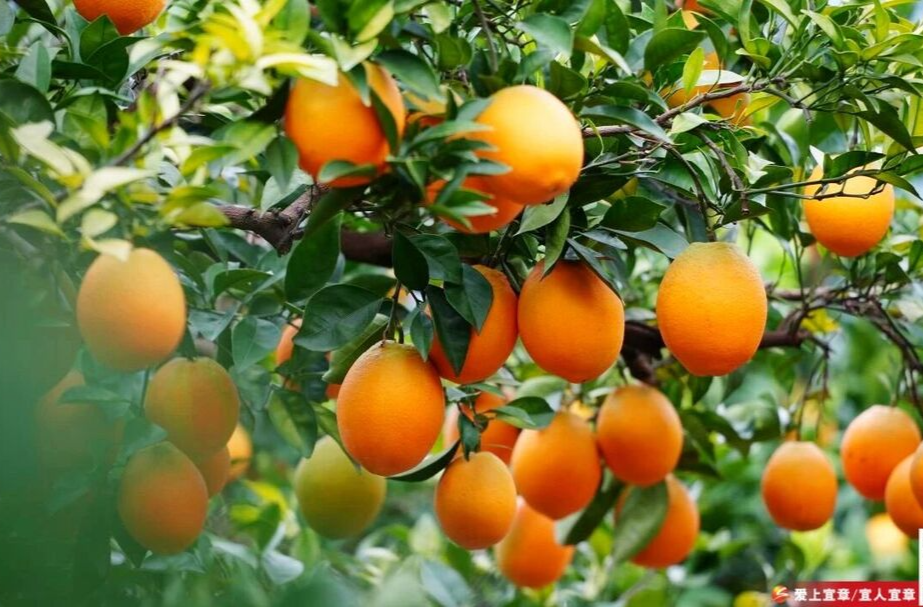 宜章县：橙黄满枝头 奏响丰收曲