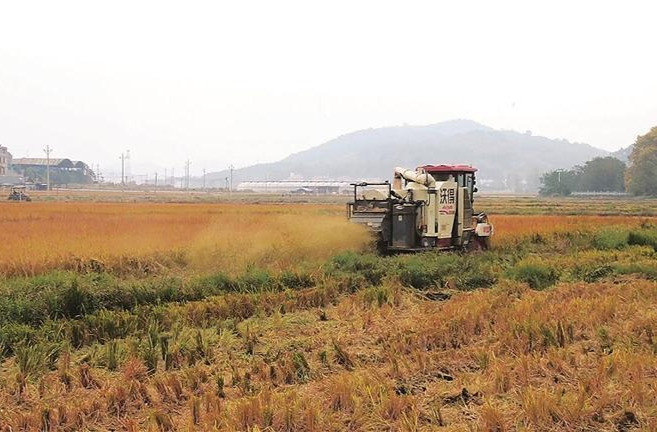 临武县水东镇“订单+政策”双保障助农增收