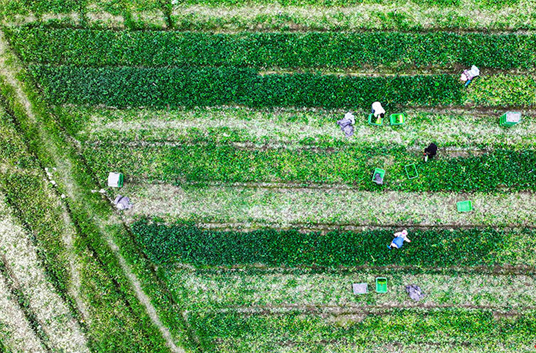 Selenium-rich Vegetables Sell Well in Greater Bay Area
