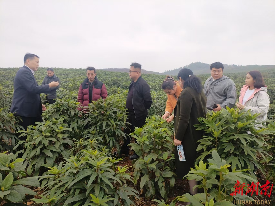 嘉禾县石桥镇：党建红托起振兴梦