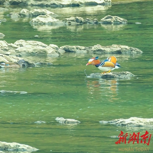 生态向好江水清 成群鸳鸯来越冬