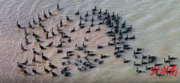 鸬鹚大军空降洞庭湖！