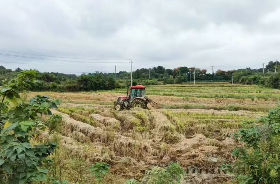 津市：秸秆生态离田成了“香饽饽”