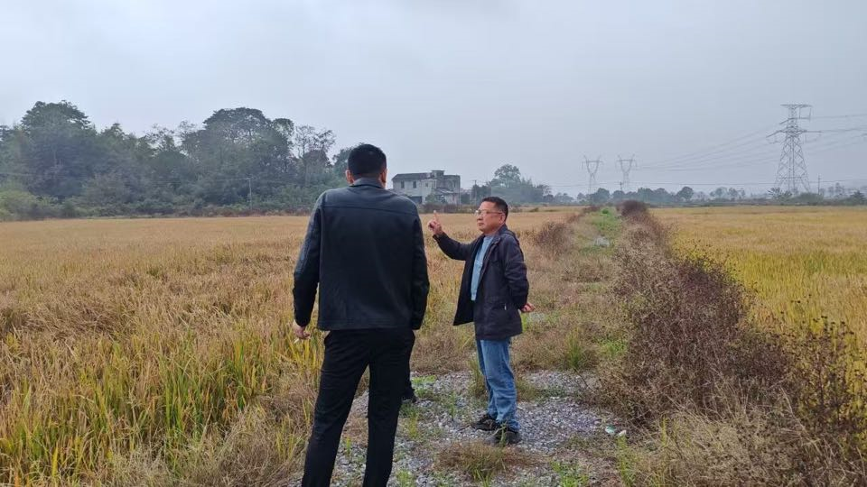 积极开展水稻理赔工作，平安产险宁乡支公司为粮食生产提供坚实保障