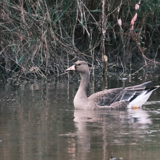 资兴：又是一年候鸟迁徙季 “新老朋友”来相会