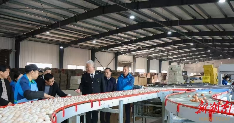 鲜鸡蛋远销香港  衡阳县：建立助企绿色通道