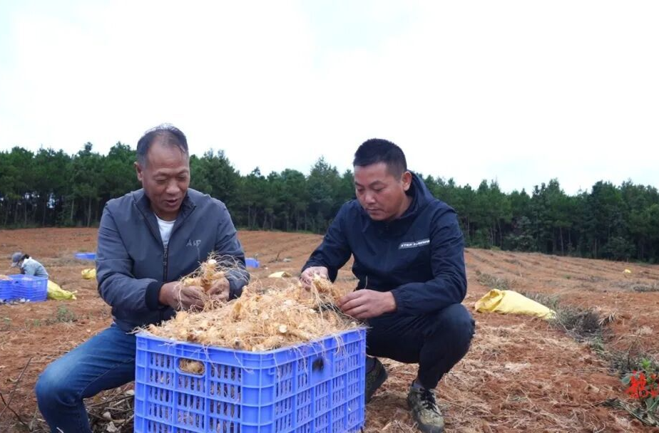 临武县南强镇：土里掘“金” 玉竹铺就振兴路