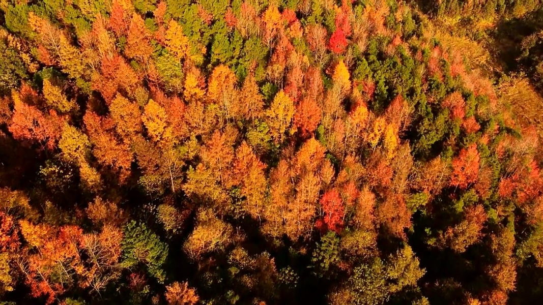 绥宁初冬多地披彩 层林尽染引客来