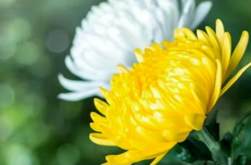 省民政厅党组书记曹忠平：以“五新”理念推动文明殡葬新风浸润三湘大地