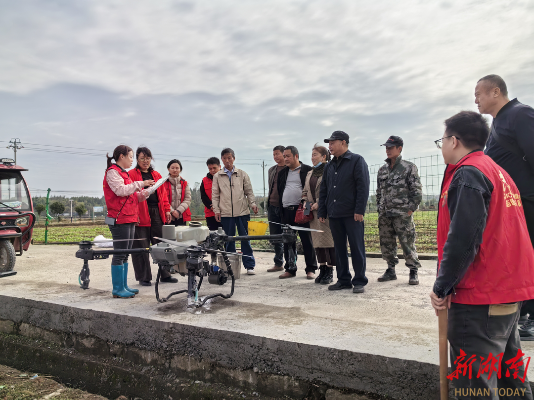 如何护航油菜苗期生长？湘西州农技专家田间传“四步管理口诀”