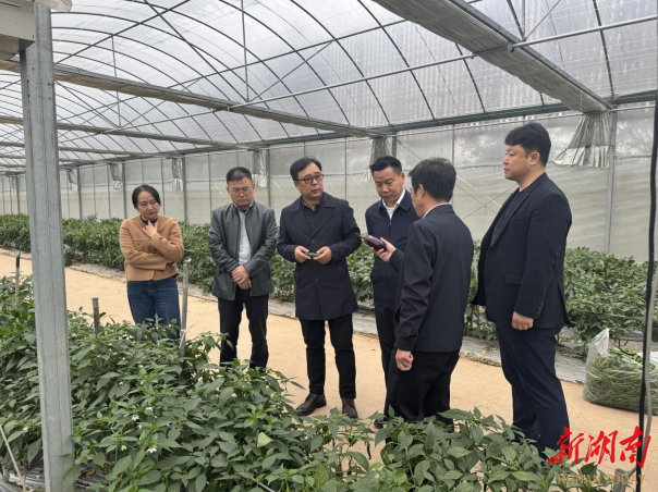 君山区：一颗白菜的“韩”情脉脉 两地携手拓新通道