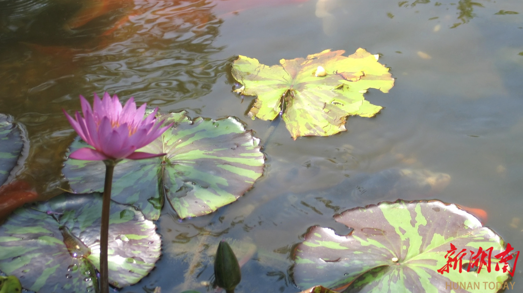 跨越岁月的医者勋章