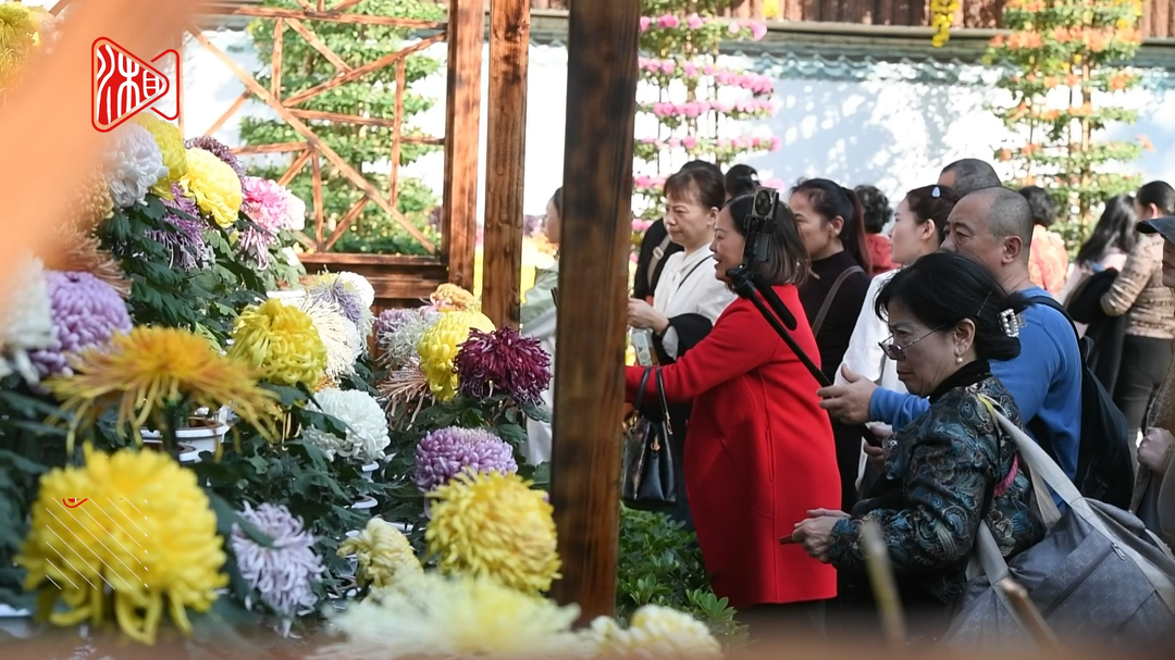 4万盆精品菊花为岳麓山冬日添彩