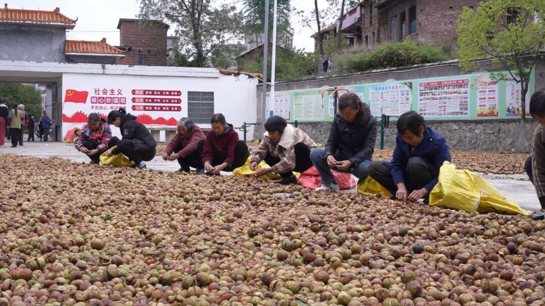 嘉禾县坦坪镇：“小茶籽”大产业 千亩油茶林“榨”出致富路
