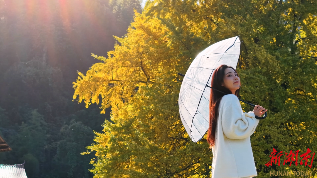 【大美鹤城】鹤城区：千年银杏披金衣冬日美景醉游人