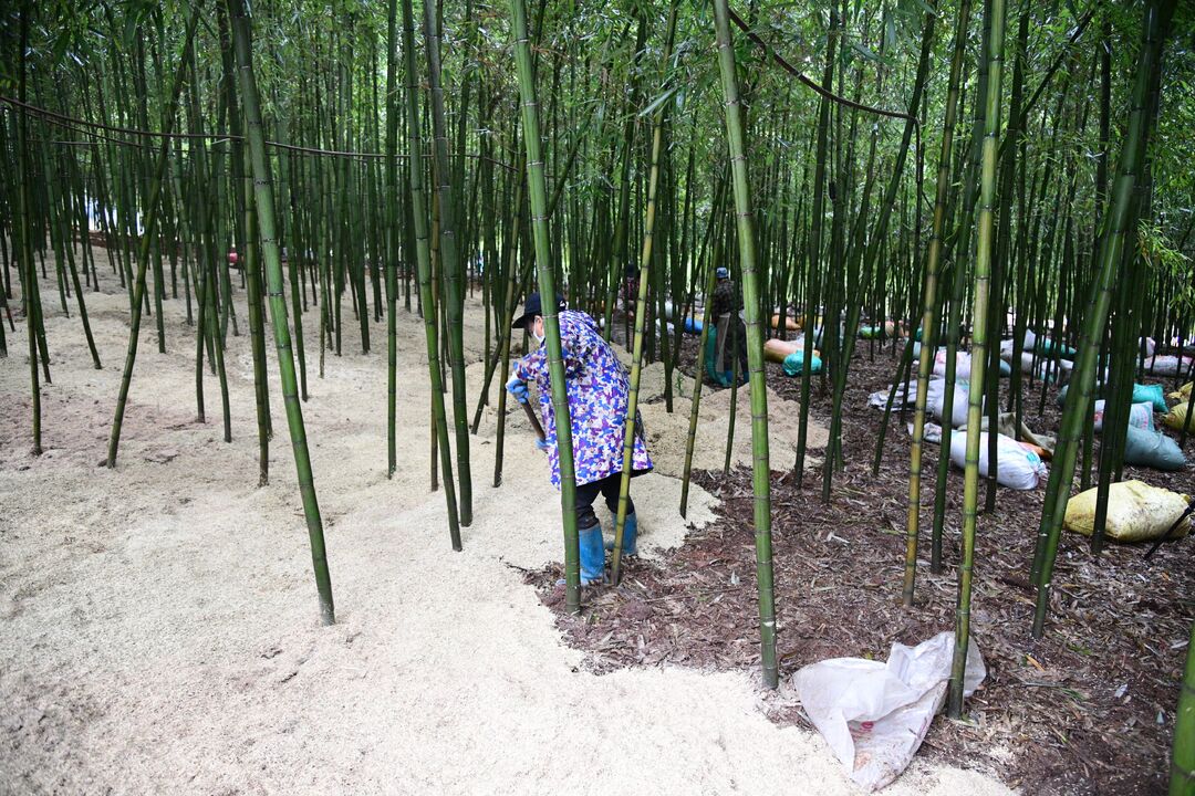 北湖区：雷笋穿上“羽绒服”，昔日秸秆“废料”有大用处