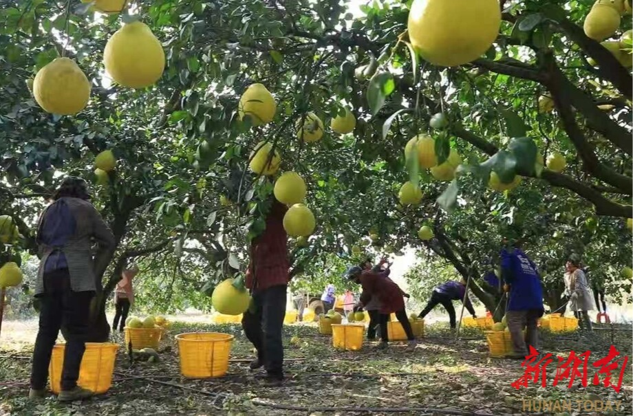 江永13.8万亩香柚迎来订单潮@湖南日报