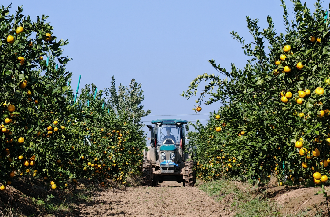 支部建在产业上⑮丨家家红：柑橘甜 产业兴
