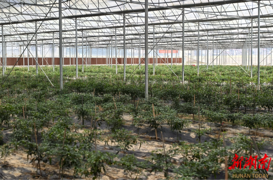 桃江：一棚四季都“生金”|湖南日报