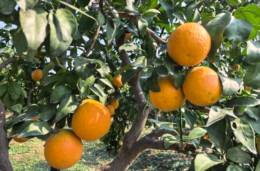 攸县：“红美人”柑橘成熟上市 甜度达15度以上
