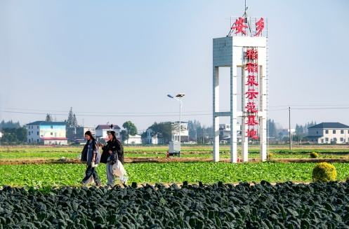 安乡菜薹，一路领“鲜” 洞庭湖畔生态美味端上全国餐桌