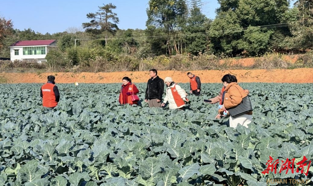 湖南日报 | 小蔬菜撬动大产业 闲散地变成增收园 渌口区古岳峰镇积极探索乡村振兴新路径