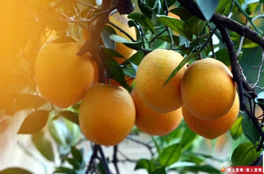 宜章县梅田镇：调试智能分选线 备战脐橙丰收季