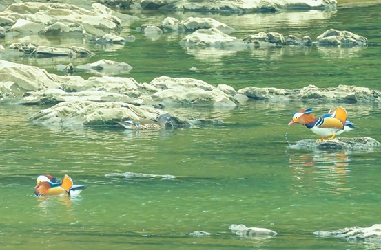 Better Ecology Attracts Mandarin Ducks to Pingjiang