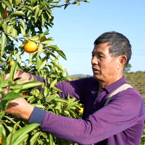 中方县“山下红”喜获丰收 特色产业铺就乡村振兴路