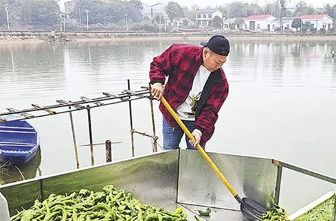 Farmed Fish in Changsha Thrive on Spicy Diet of Peppers