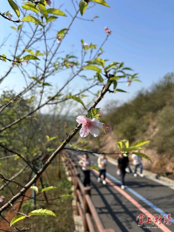 气候催生“美丽误会”，衡阳雨母山樱花反季绽放