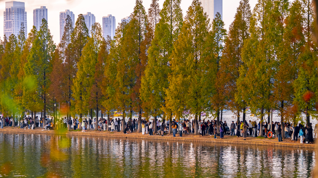 水杉渐红醉游人