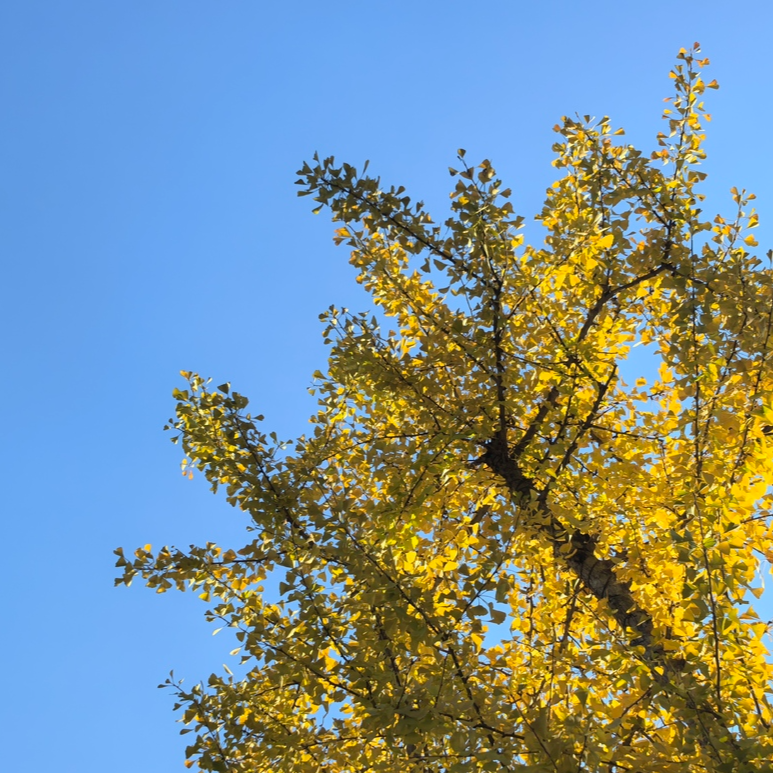 赴一场浪漫之约，怀化市迎丰公园银杏迎来“黄金”时刻