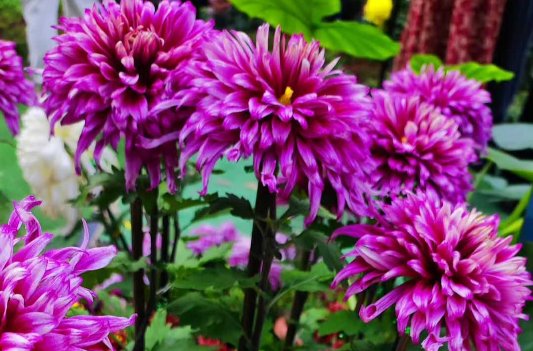 菊花盛开香满城