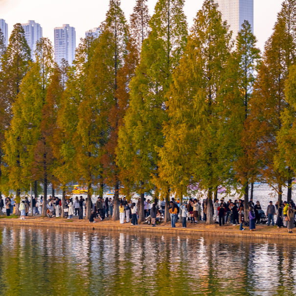 水杉渐红醉游人