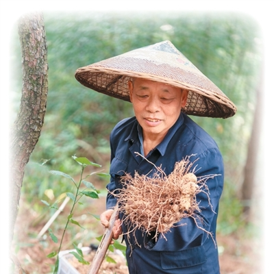 Hunan Cultivates Thriving Non-timber Forest-based Economy