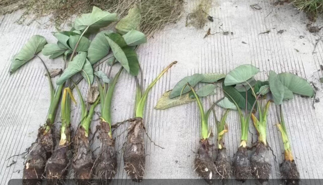 江永香芋喝上“配方奶粉”，个头蹿高七成！