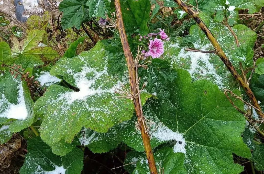 刚刚！湖南下雪了！！