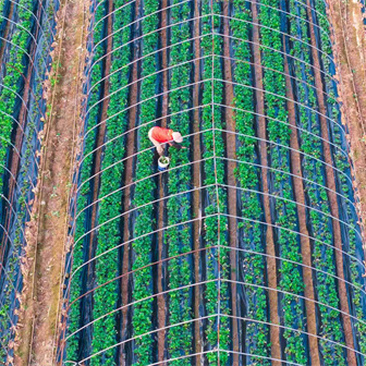 图片新闻｜冷水滩：草莓产业助农稳增收