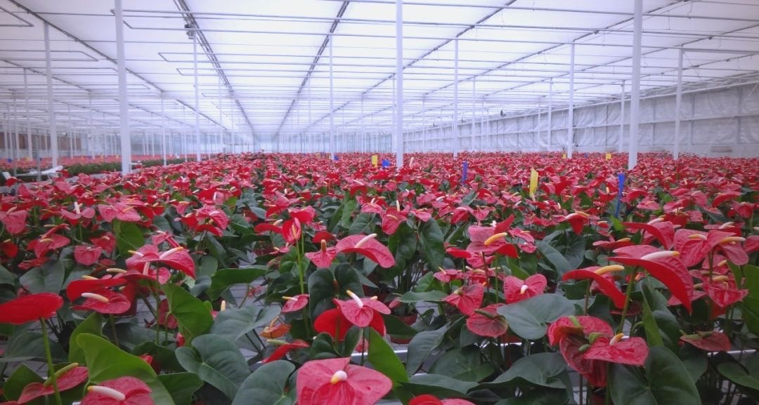 湖南花木产业谋求“价值破局”