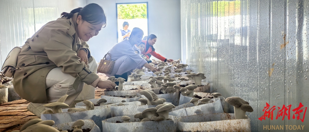 嘉禾石桥镇：菌香引客来 农旅促振兴