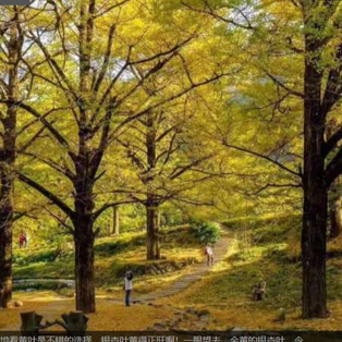 双牌：桐子坳的秋，童话世界