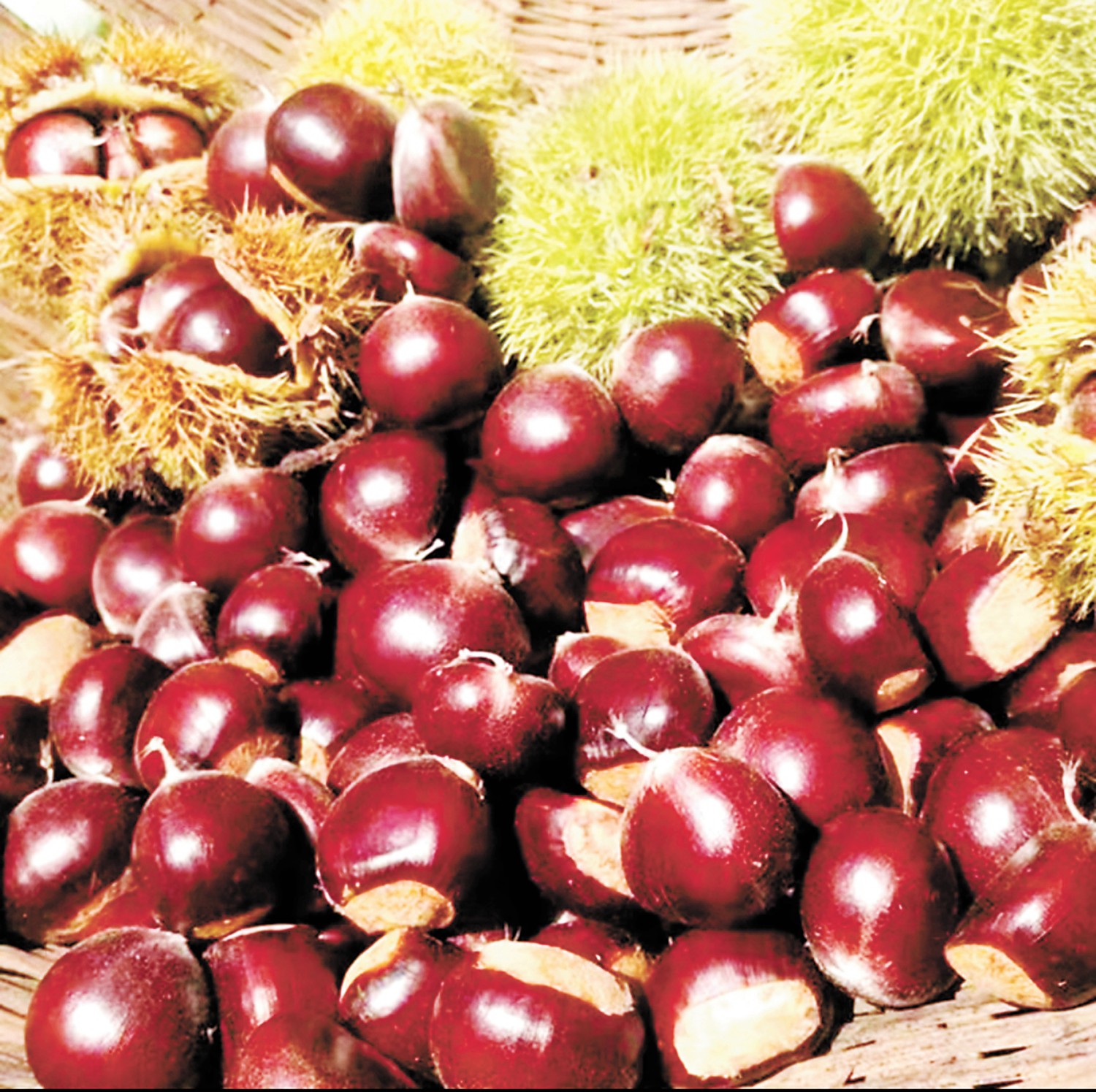 全国板栗面积第一大县的“两山”新路