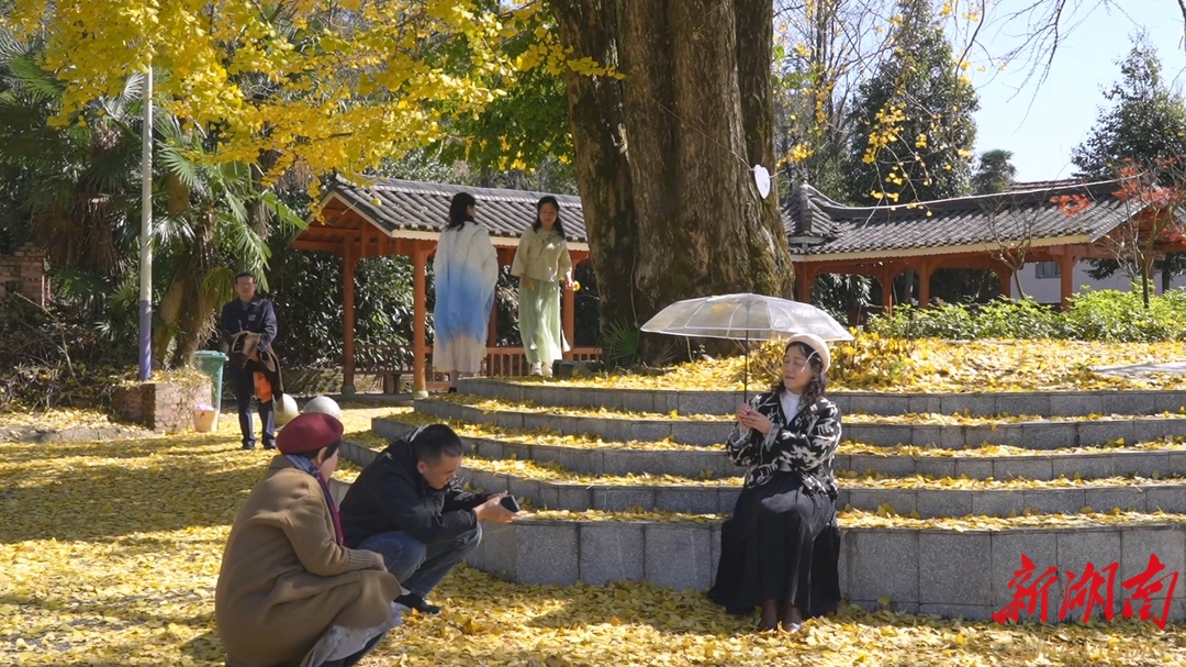 【大美鹤城】黄岩大坪村：古银杏披金迎冬 小众秘境引客来