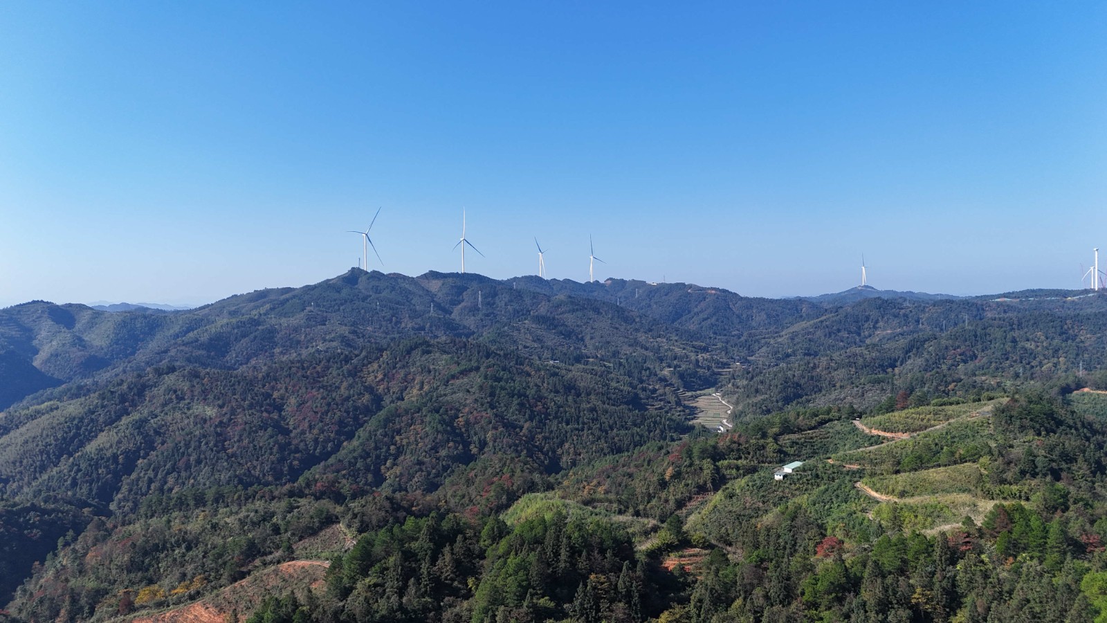 会同县青朗木舟村：千亩钩藤爬满坡 结出乡村振兴“金果果”