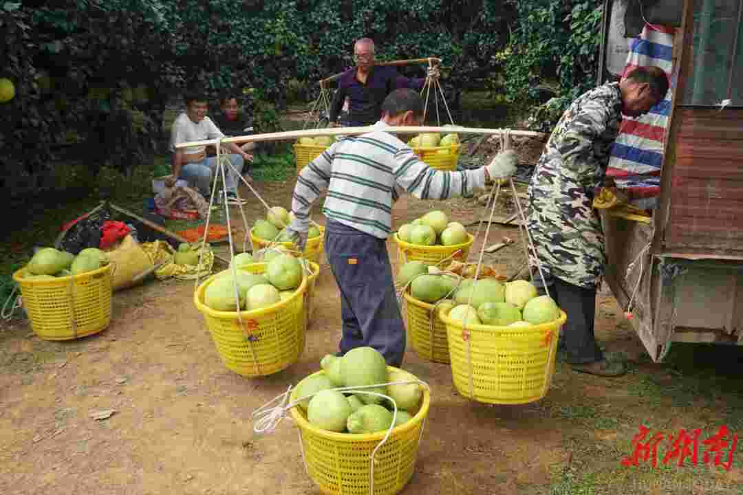 江永：柚香桔甜庆丰收 特色果业铺就富民路