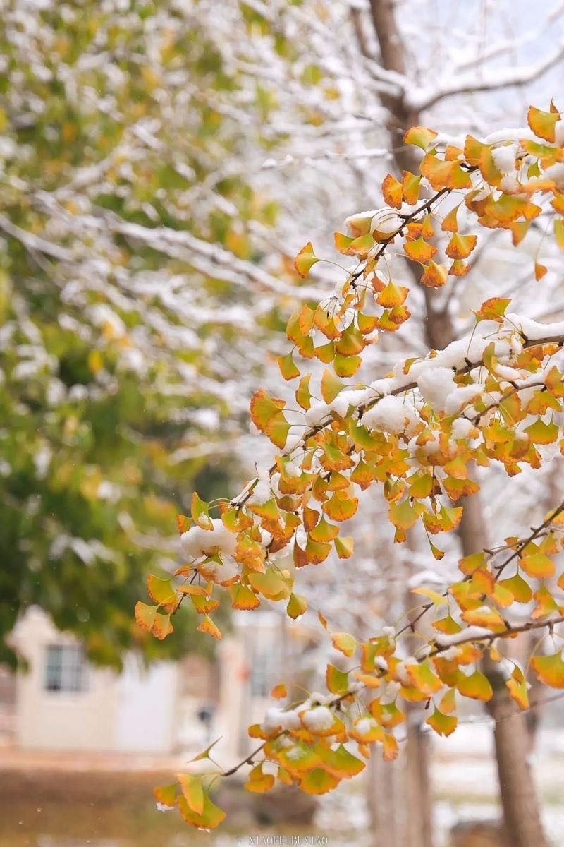 湖南气象发布：初雪或将今天抵达