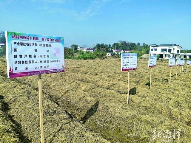 领了工资分了“田” 湘乡市稻菇轮作惠及脱贫户监测户