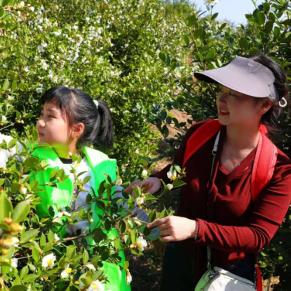 万木春加油！怀化市文明小记者助力万木春油茶基地抢收茶籽