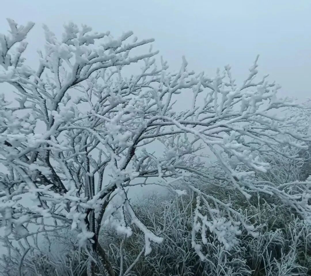 浏阳日报丨-3℃！今天，浏阳这里出现大片雾凇！